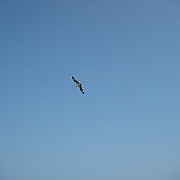 Picture 018